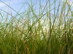 Freshness Vetiver Grass Blade In The Countryside Stock Photo