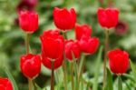 Red Tulips Stock Photo