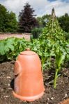 Terracotta Rhubarb Forcer Stock Photo