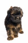 Havanese Stock Photo