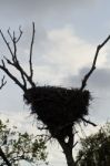 White Stork Nest Stock Photo
