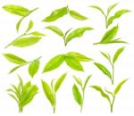 Tea Leaf Isolated On The White Background Stock Photo