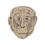 Gelada Monkey Head  Drawing Stock Photo