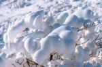 Fresh Snow Cover In Tree At Closeup, Winter Landscape Stock Photo