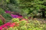 Azaleas In Full Bloom Stock Photo