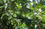 Passion Fruit Growing On The Vine Stock Photo