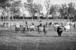 Country Cows Stock Photo