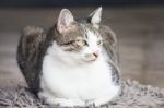 Young Cat Sitting On Carpet Stock Photo