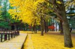 Autumn With Ginkgo Tree In Nami Island, Korea Stock Photo