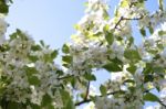 The Apple Trees Are Blooming Stock Photo