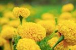 The Beauty Of Marigold Stock Photo