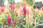 Colorful Flowers For Background Stock Photo