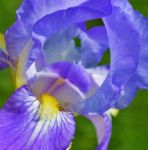 Iris Flower Stock Photo