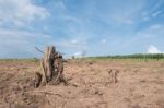 Tree Stump In Deforested Mountain Hill Stock Photo