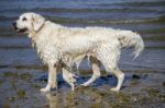 Cute Wet White Dog Playing In The Water Stock Photo