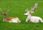 Deers In Love Stock Photo