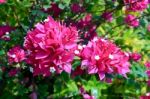 Bougainvillea , Fueng-fah  Stock Photo