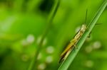 Grasshopper In Green Nature Stock Photo