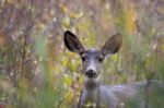 Mule Deer (odocoileus Hemionus) Stock Photo