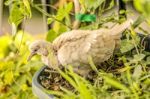 Turtledove Stock Photo