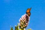 Monarch Butterfly (danaus Plexippus) Stock Photo