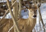 Beautiful Isolated Picture With A Wild Deer In The Snowy Forest Stock Photo