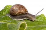 Snail On White Stock Photo