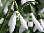 Grumpy Snowdrop Stock Photo