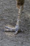 Female Peacock (pavo Cristatus) Paw Stock Photo