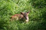 Young Muntjac Deer (muntiacus) Sitting In The Sunshine Stock Photo