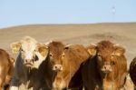 Brown Cows Stock Photo