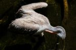 Fuengirola, Andalucia/spain - July 4 : Spot-billed Pelican (pele Stock Photo