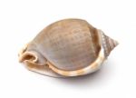 Sea Shell On White Background Stock Photo