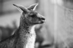 Kangaroo Outside During The Day Stock Photo