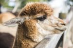 Alpacas In A Field Stock Photo