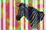 Colorful Zebra Stock Photo