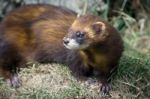 European Polecat (mustela Putorius) Stock Photo