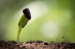 Seed Growth On Soil Stock Photo