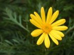 Yellow Daisy Flower Stock Photo