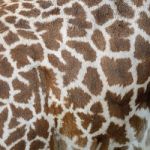 Giraffe Skin Stock Photo