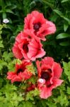 A Display Of Poppies (papaver) In An English Country Garden Stock Photo