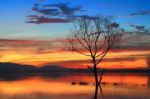 Dead Trees At Sunrise Stock Photo