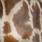 Giraffe Skin Stock Photo