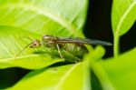 Queen Ant In Green Nature Stock Photo