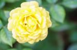 Yellow Rose Close Up Stock Photo