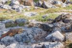 Wild Land Iguana On Santa Fe Island In Galapagos Stock Photo