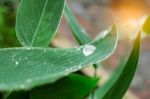 Green Leaves With Sunlight Stock Photo