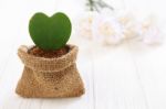 Heart Plant With Flower Stock Photo