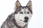 Siberian Husky In Studio Stock Photo