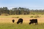 Cows Grazing In The Green Argentine Countryside Stock Photo